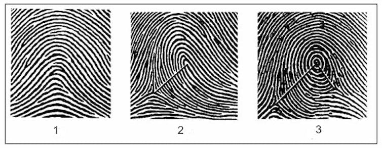 Three fingerprint ridge patterns shown in black and white. The ridges on the left look like a hill, the center looks like a hill with a loop on top, and on the right the ridges form a circle.