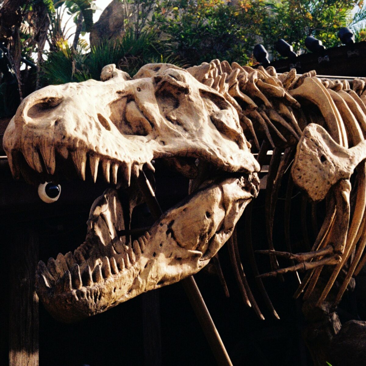 New Research Shows 'juvenile' T. Rex Fossils Are A Distinct Species Of ...