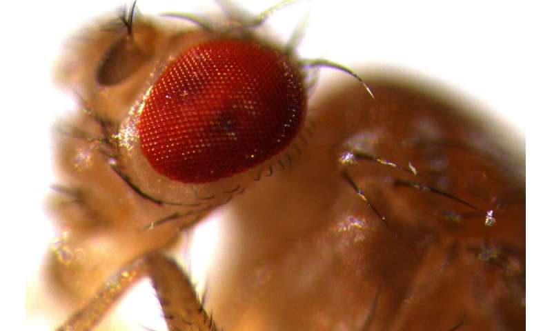 Fruit flies give further insight into evolution of male genitalia driven by sexual selection