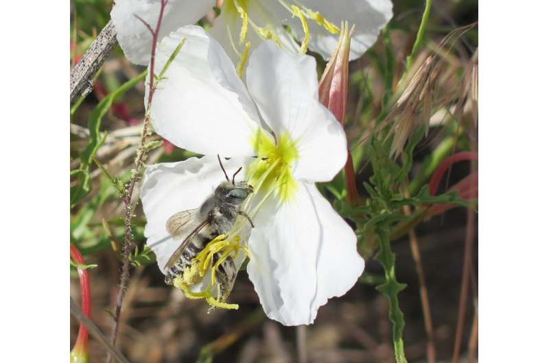 Foul fumes pose pollinator problems