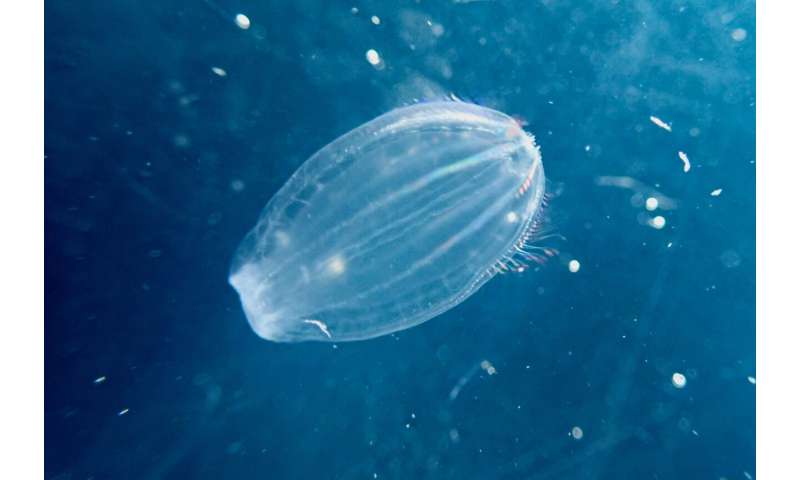 Tiny crustaceans discovered preying on live jellyfish during harsh Arctic night