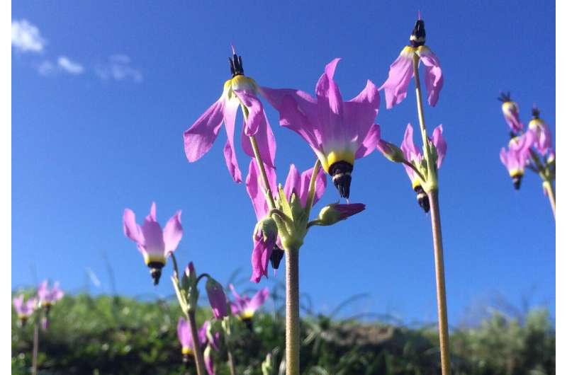 Car fumes, weeds pose double whammy for fire-loving native plants