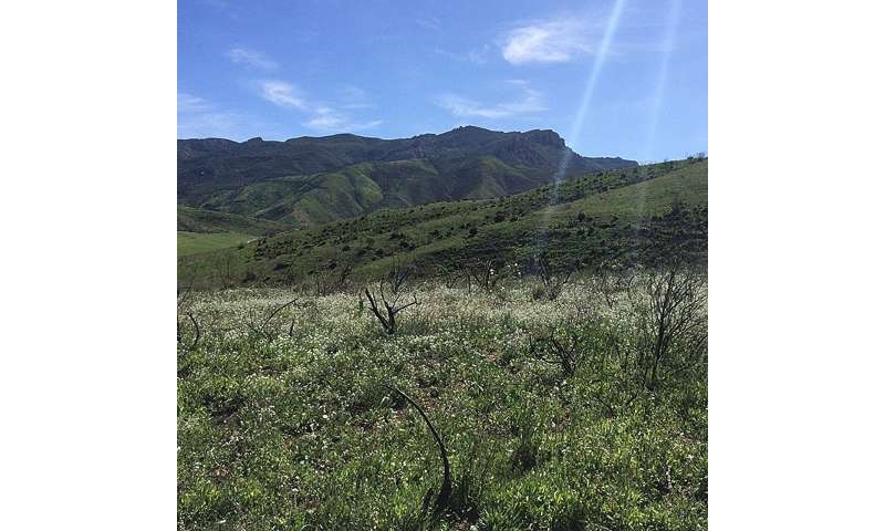 Car fumes, weeds pose double whammy for fire-loving native plants