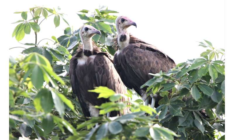 Protected lands provide a last stand for critically endangered vultures in West Africa