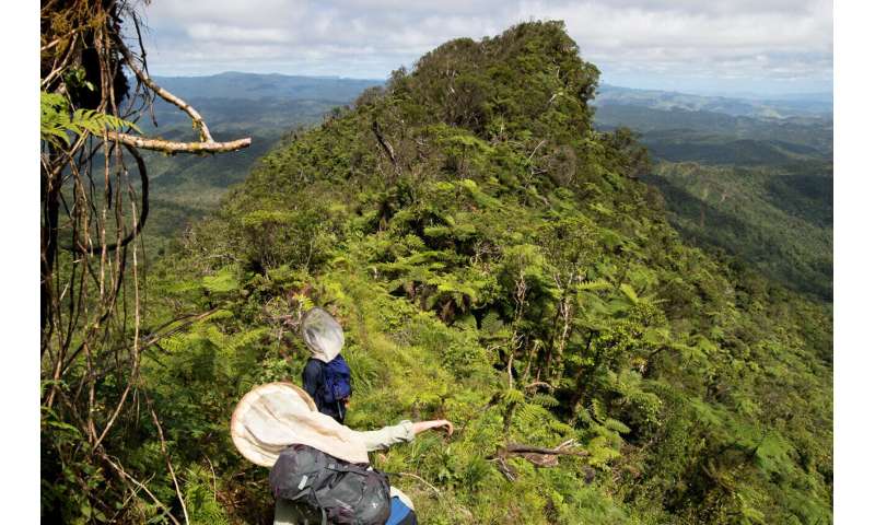 How did a tiny bee get to French Polynesia? Eight new species help solve a scientific mystery