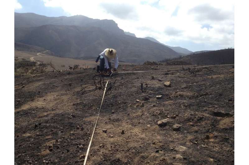 Car fumes, weeds pose double whammy for fire-loving native plants