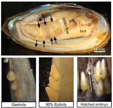 Embryos of the bitterling perform a somersault—this represents new information about natural selection