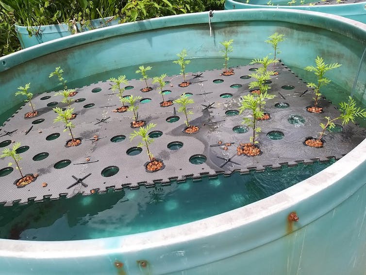 An outdoor tank contains a large floating perforated mat. Each hole contains a young plant.