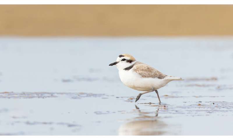 Forever chemicals reach extraordinary levels in wildlife at Holloman Air Force Base