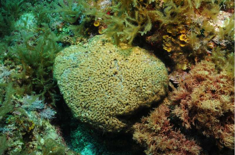 Industrial pollution leaves its mark in Mediterranean corals