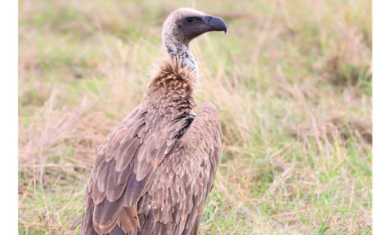 Protected lands provide a last stand for critically endangered vultures in West Africa