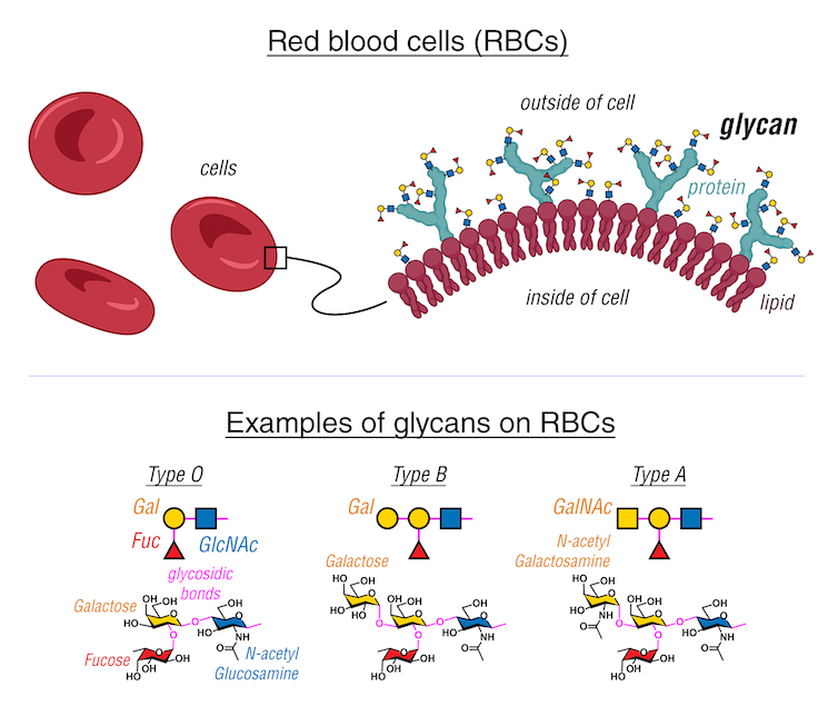 Diagram showing the glycan structures of types A, B and O red blood cells