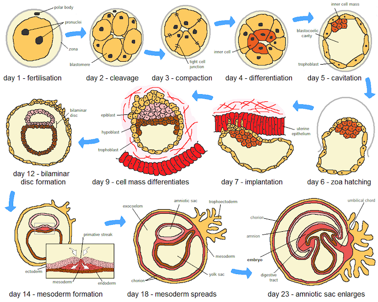 Diagram depicting the first 23 days of embryogenesis, from fertilization to enlargement of the amniotic sac