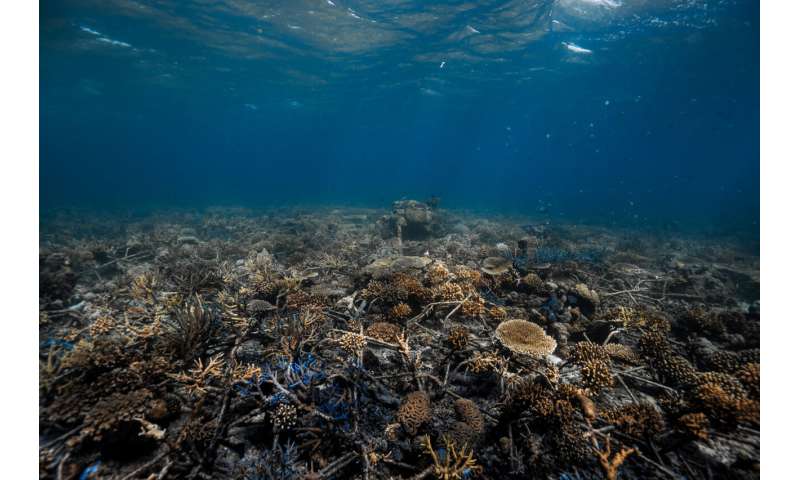 Good news for coral reef restoration efforts: Study finds "full recovery" of reef growth within four years