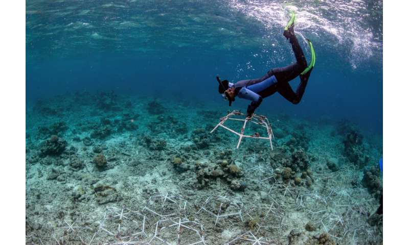 Good news for coral reef restoration efforts: Study finds "full recovery" of reef growth within four years