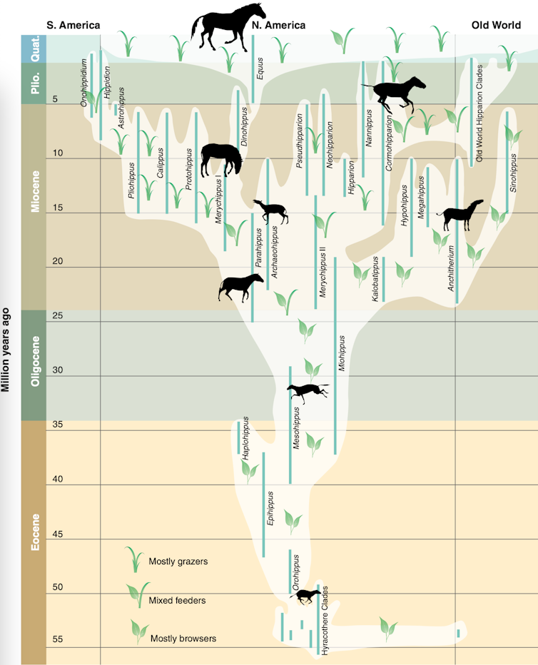 family tree showing horse evolution diversifying over time