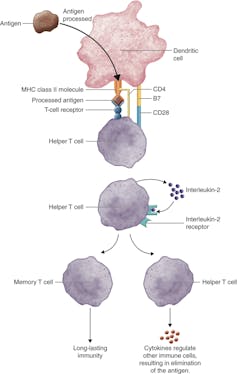 Diagram depicting a helper T cell differentiating into either a memory T cell or an effector T cell after exposure to an antigen