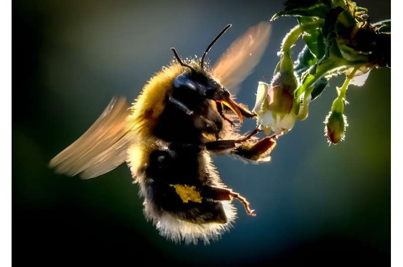 See and bee seen: the humble bumblebee could also be capable of what is called &quot;cumulative culture,&quot; research says