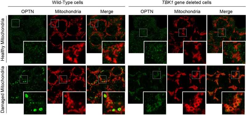 Even cells know the importance of recycling