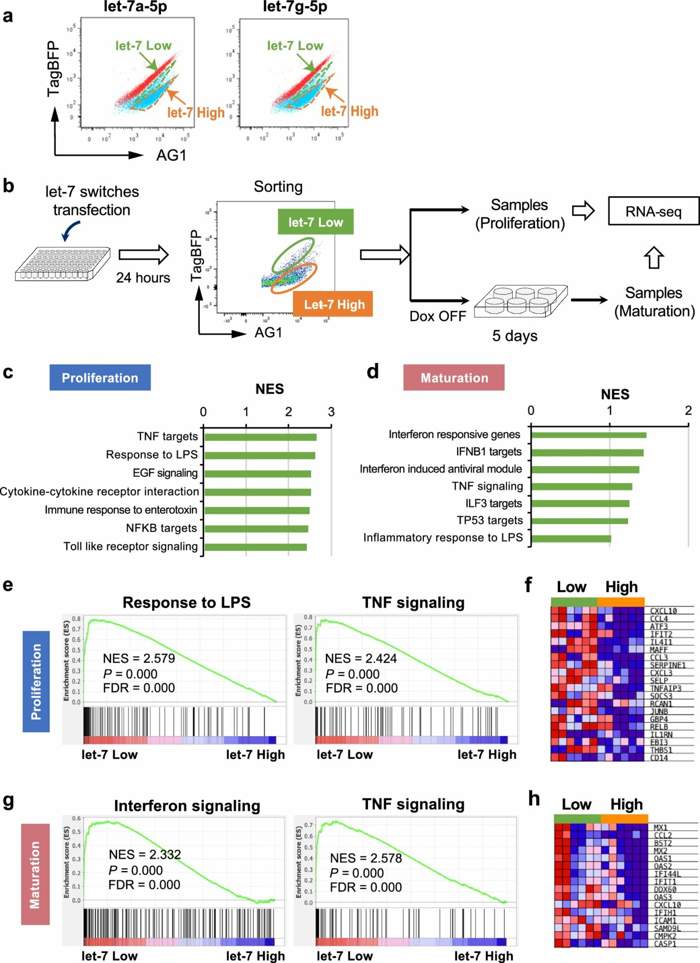 Researchers discover new microRNA-regulated pathway to boost iPS cell ...