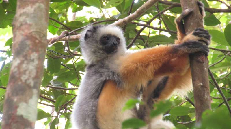Lemur's lament: When one vulnerable species stalks another
