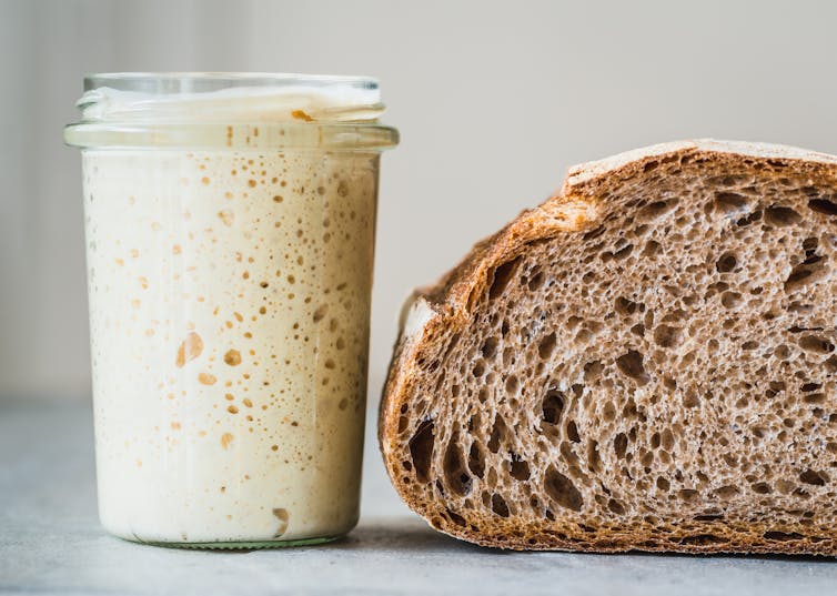 Sourdough Under The Microscope Reveals Microbes Cultivated Over 