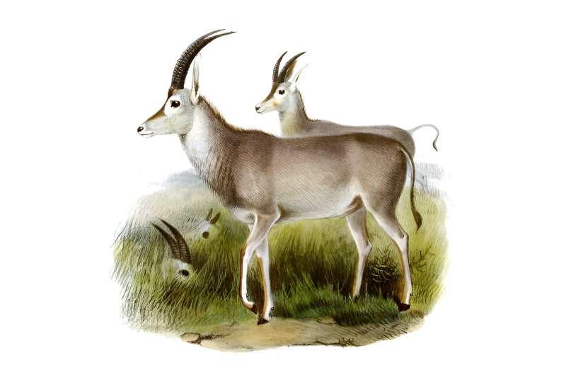 Why European colonization drove the blue antelope to extinction
