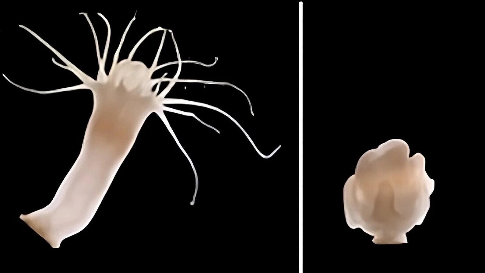 How polyps of the moon jellyfish repel viral attacks on their ...