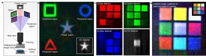 Innovative bird-eye-inspired camera developed for enhanced object detection