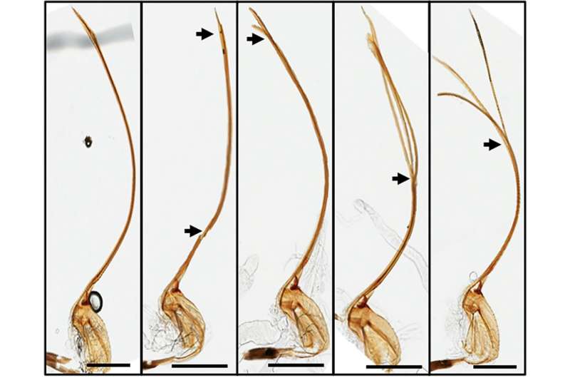 How does spaceflight affect tumor-bearing fruit fly hosts and their parasites?