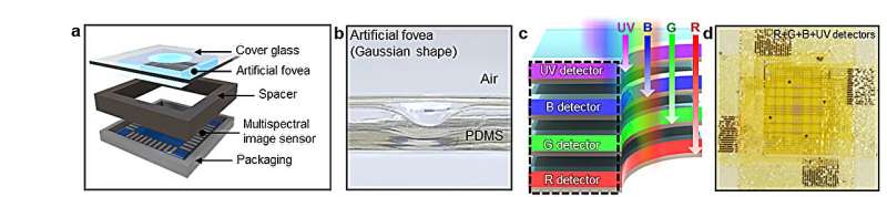 Innovative bird-eye-inspired camera developed for enhanced object detection