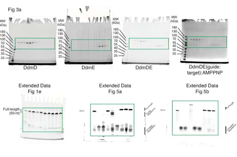 Persistent strain of cholera defends itself against forces of change, scientists find