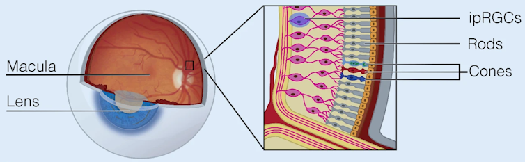 A diagram of a human eye, with a zoomed panel showing rod and cone receptors. The rods are cylindrical, while the cones are conical.