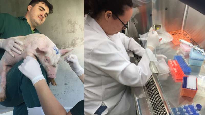 Researchers conduct first-ever study to characterize microbiota in saliva of weaned piglets