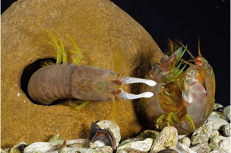 Rolling with the punches: How mantis shrimp defend against high-speed strikes
