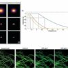 Novel algorithm successfully improves microscopy resolution ...