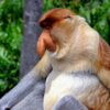 Bigger is better: Male proboscis monkeys' enhanced noses evolved ...