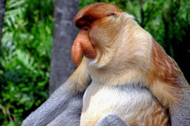 Bigger is better: Male proboscis monkeys' enhanced noses evolved ...
