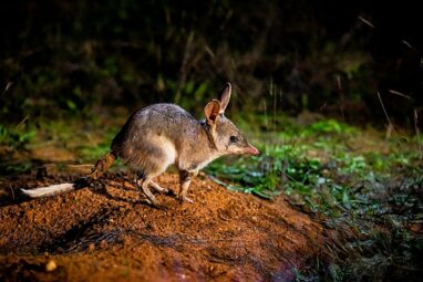 Bilbies could hop back into mild climate zones, study finds