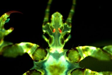 Body lice may be bigger plague spreaders than previously thought