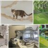 Cat collaboration demonstrates what it takes to trust robots