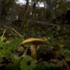 Climate change is moving tree populations away from the soil fungi ...
