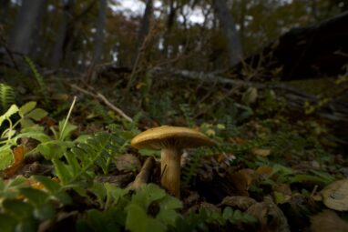 Climate change is moving tree populations away from the soil fungi ...