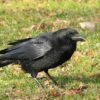 Crows can deliberately plan how many calls to make, study shows
