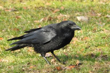Crows can deliberately plan how many calls to make, study shows