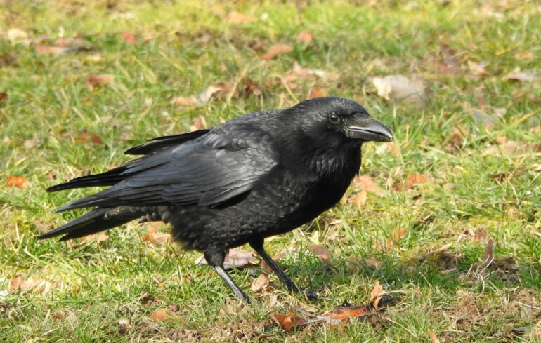 Crows can deliberately plan how many calls to make, study shows