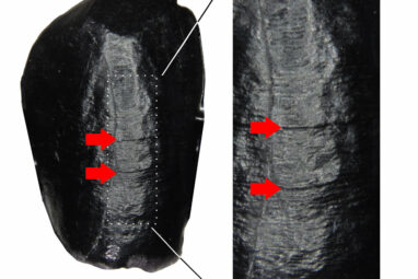 Dental enamel study suggests differences in Neanderthal and ...