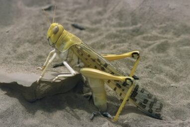 Desert locusts' jaws sharpen themselves, materials scientist discovers