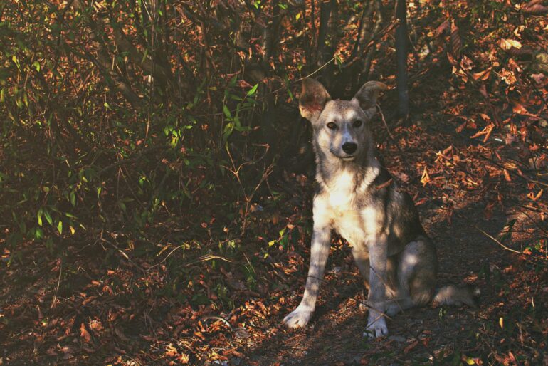 DNA analysis reveals that Jamestown Colony residents ate dogs with ...