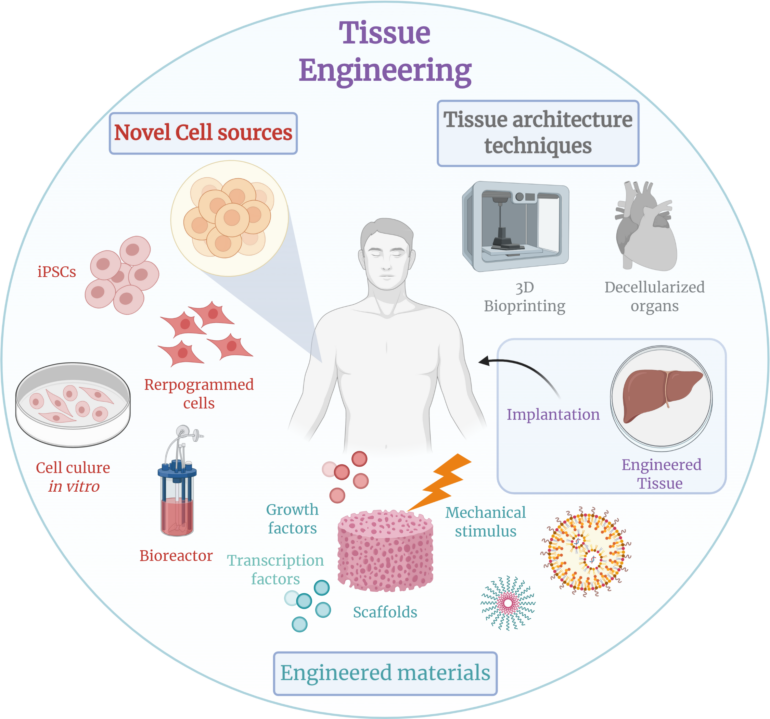 Tissue engineering - Wikipedia